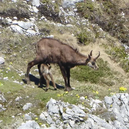 Daire Fw Weissensee 44 *