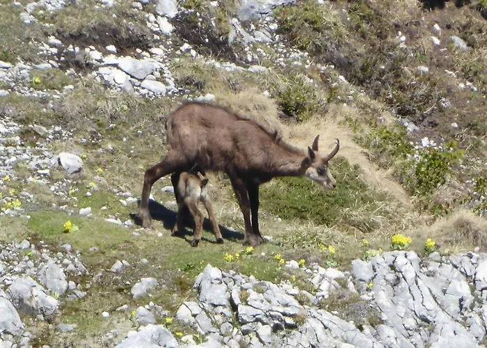 Апартаменты Fw Weissensee 44 *